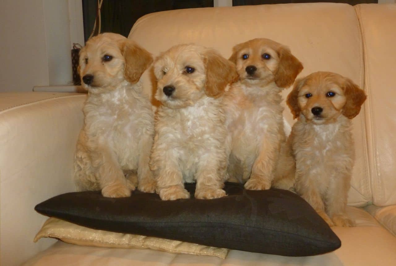 cockapoo breeders midlands