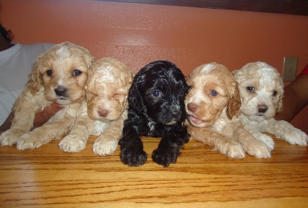 spaniel poodle mix dogs