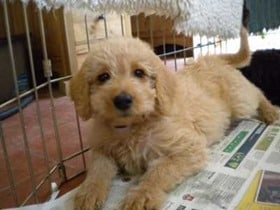 Cream-Labradoodle-Baby