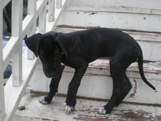 Great Dane and Mastiff mix