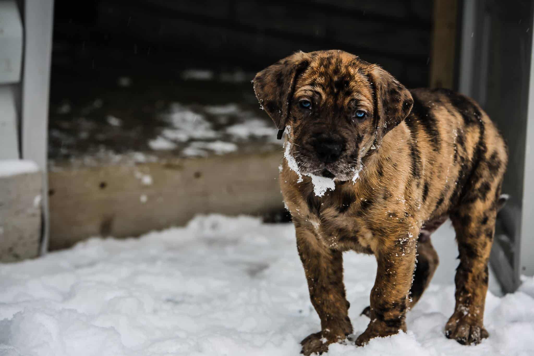 brindle great dane mastiff mix