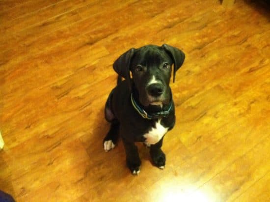 Great Dane Mastiff Mix Puppy