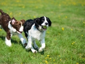 Dog-Playing-in-Park