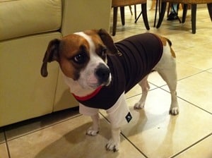 Frengle-French-Bulldog-Beagle-Mix-Girl-Dog