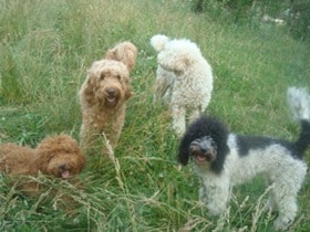 Male-Labradoodles