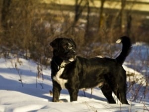 Mastador, the Labrador Mastiff Mix Breed