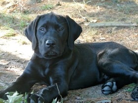 Mastiff-Labrador-Mix-Puppy