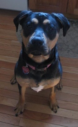 american pitbull terrier rottweiler mix