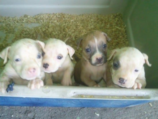 Pocket-Pitbull-4