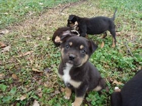 Puppies-Rottweiler-Pit-Bull-Mix