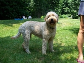 White-Labradoodle-Adult-Dog