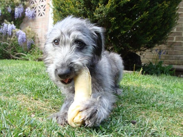 bedlington-terrier-desktop-wallpaper