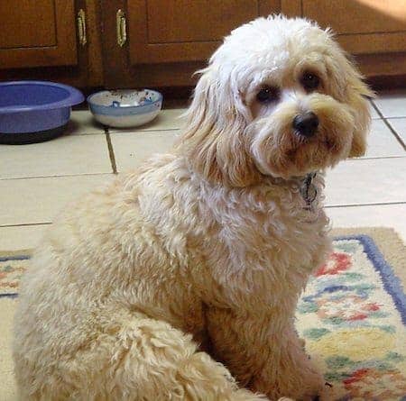 mix of poodle and cocker spaniel