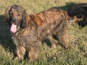 Golden Cocker Retriever