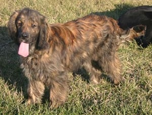 Cocker-Spaniel-Golden-Retriever-Hybrid