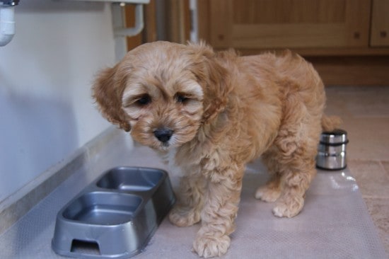 Golden-Cocker-Retriever-1