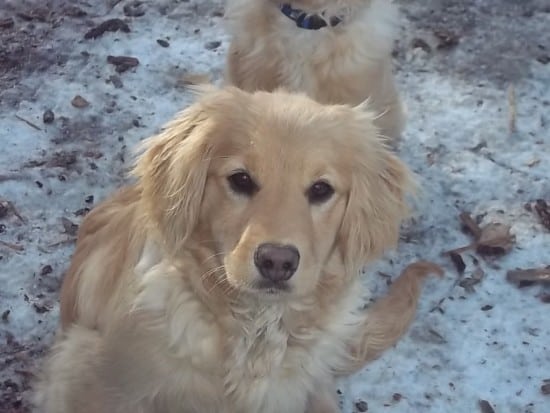 Golden-Cocker-Retriever-2