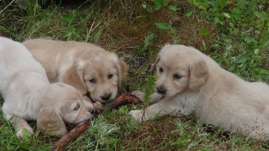 Golden-Cocker-Retriever-3