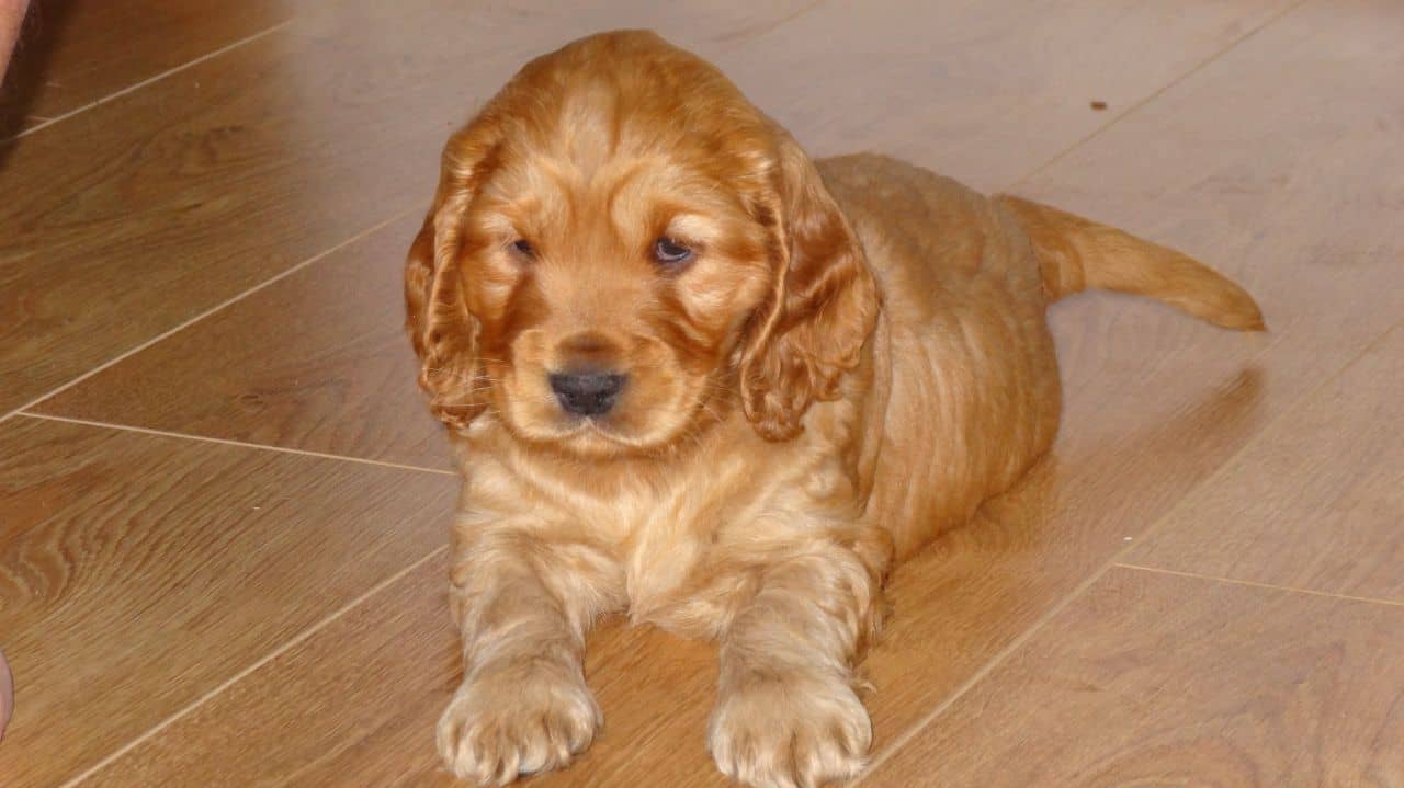 golden and cocker spaniel mix