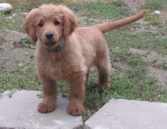 Golden-Cocker-Retriever