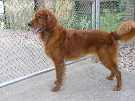 Golden-Cocker-Retriever-6