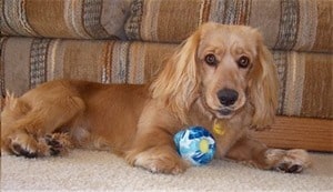 Golden-Cocker-Retriever-Hybrid-Dog