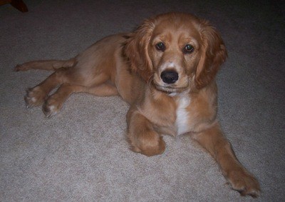 Golden-Cocker-Spaniel-Mix-Puppy