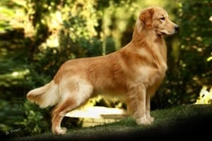 Golden-Retriever-Dog-Breed