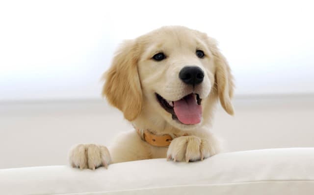 Golden-Retriever-Puppy