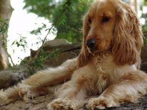 Adult-Cocker-Spaniel