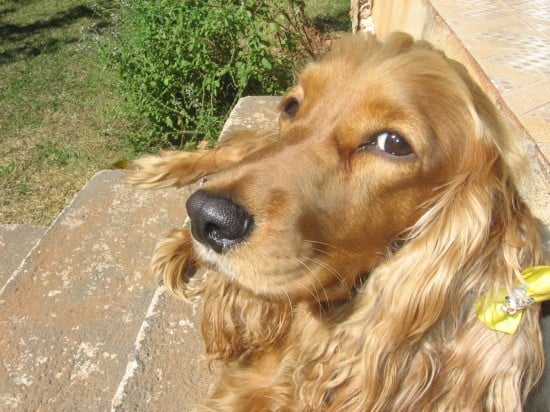 Cocker-Spaniel-Are-You-Looking-At-Me-Wallpaper-Image