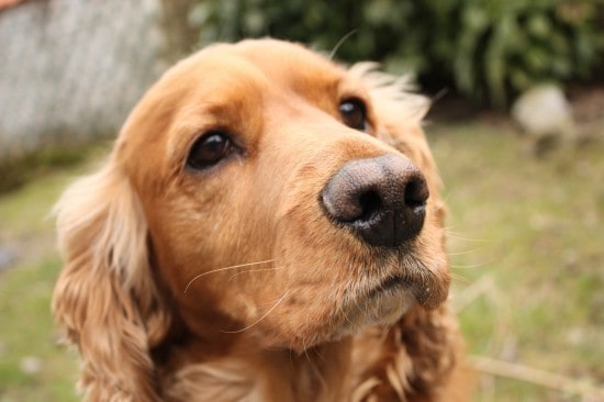 Cocker-Spaniel-Big-Nose-Wallpaper-background