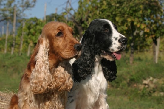 Cocker-Spaniel-Brothers-Background-Wallpapers