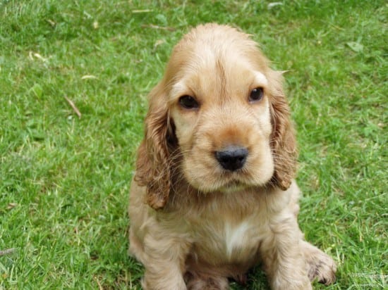 Cocker-Spaniel-Cute-Puppy-Background-Desktop