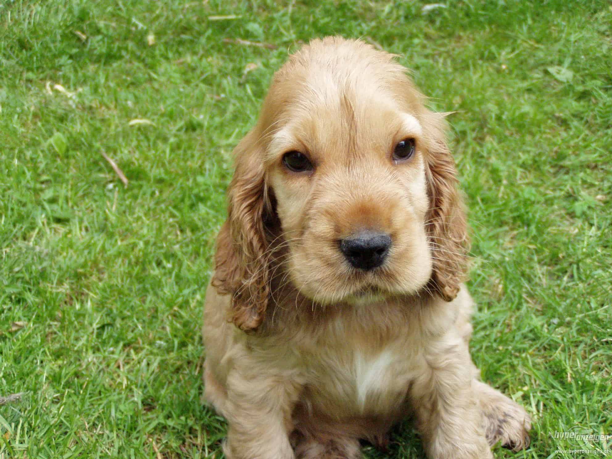 short haired english cocker spaniel