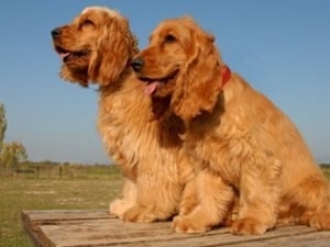 Cocker-Spaniel-Dogs
