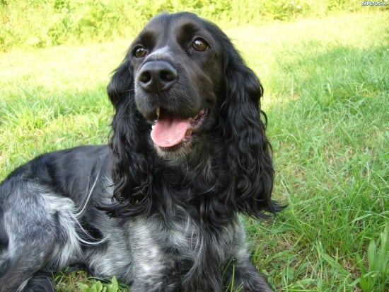 Cocker-Spaniel-Happy-Desktop-Image