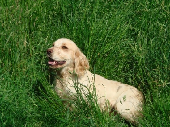 Cocker-Spaniel-Lost-In-Grass-Desktop-Background