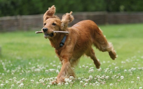 Cocker-Spaniel-Running-Desktop-Image