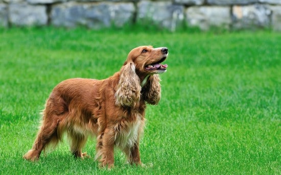 Cocker-Spaniel-Searching-Wallpaper-Photo