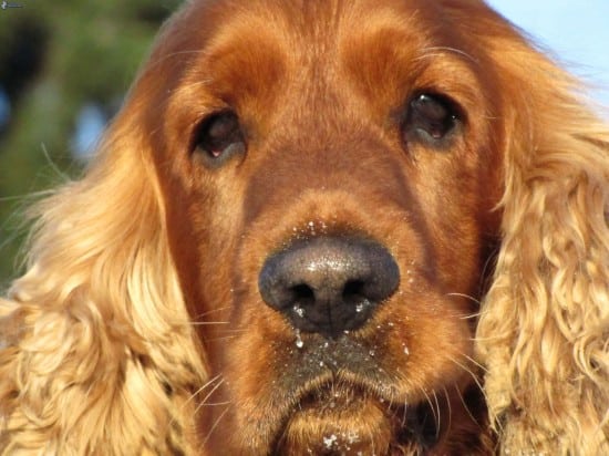 Cocker-Spaniel-Tired-Wallpaper-Background