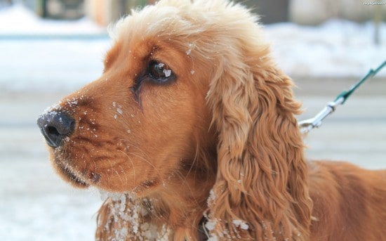 Cocker-Spaniel-Winter-Play-Desktop-Photo