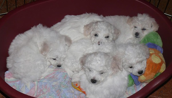 Bichon-Frise-Big-Family