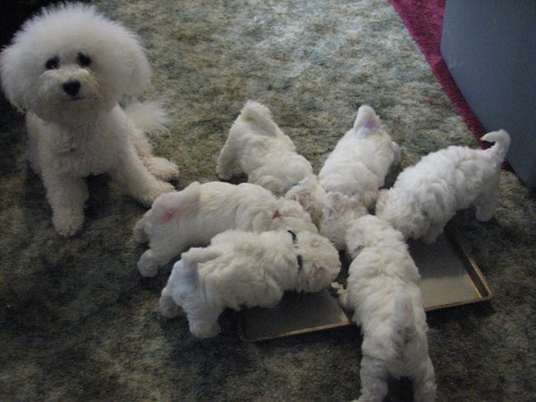 Bichon-Frise-Crazy-Family