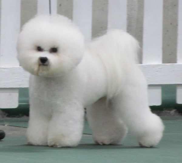 Bichon-Frise-Fluffy-Puppy