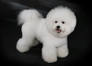 Bichon-Frise-Pose