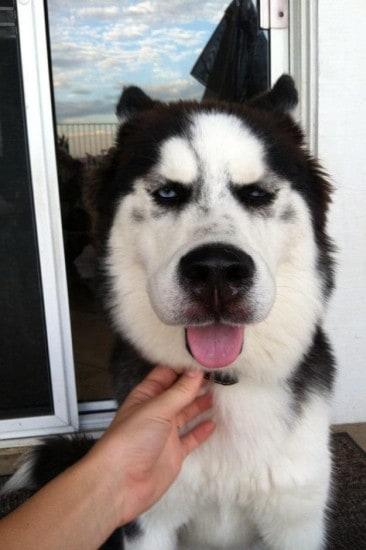 Big-Husky-Face