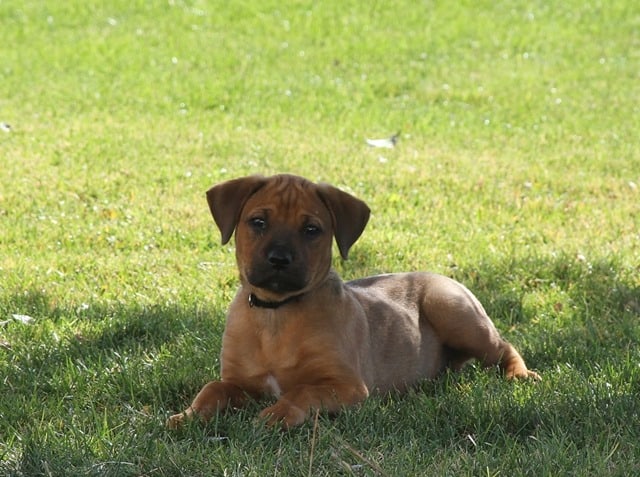 rottweiler boxer mix puppies for sale