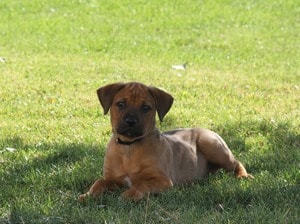 Boxweiler-Cute-Little-Puppie