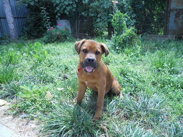 Boxweiler-Little-Puppy-Is-Thursty
